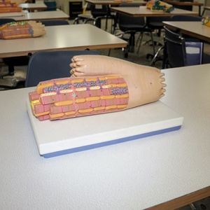 Modelo de Tejido Muscular Cardíaco Humano, Modelo de Microestructura del Miocárdio Altamente Detallado para Educación y Entrenamiento Médico, con ISO y CE - Product Image 1