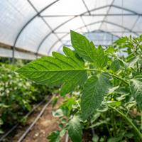 Langdurige UV-bestendige PO-kasfolie, 5 jaar levensduur, anti-druppel, anti-condens, snijdienst voor fruit- en groenteteelt