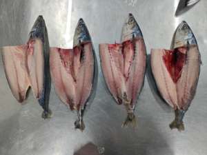 X1276 Pacific Cavala Peixe Scomber Japonicus Tamanho Grande Fabricante Peixe <span class=keywords><strong>Saba</strong></span> 15-20pcs Frozen Pacific Cavala 500-700g - Product Image 3