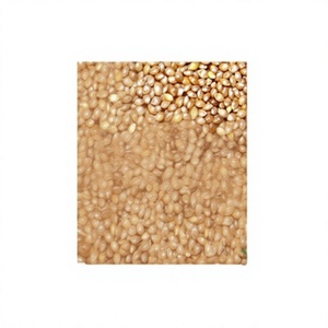 TOP QUALITY Light Yellow BARNYARD <b>MILLET</b> with FINE GRADED Sortex ISO 9001 Certified BEST for HUMAN CONSUMPTION HEALTHY LIFESTYLE - Product Image 1