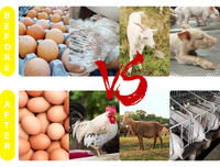 OEM Additif Alimentaire Vitaminé Liquide Oral Solution Multivitaminée Orale pour Poulets Hydrosoluble Aliment Volaille Vitamine Poule Oeuf