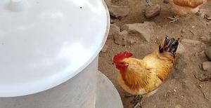 Distributeur automatique de nourriture pour volailles, mangeoire à poulet avec minuterie - Product Image 6