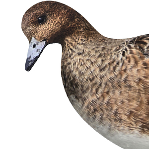 Señuelo de Caza con Diseño Realista de <span class=keywords><strong>Pato</strong></span>, Impresión UV, Corrugado, Personalizable con Flocado - Product Image 5