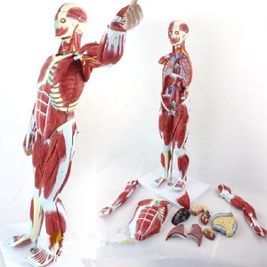 Modèle de mannequin anatomique masculin avec muscles humains, taille réelle 170 cm, PVC avancé, toucher réaliste - Product Image 1