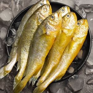 Corvina Amarilla Pequeña Fresca Congelada Capturada en el Mar, Caja Entera de Mariscos 500g, Venta al por Mayor, Pescado de la Mejor Calidad A+, Listo para Consumir - Product Image 4