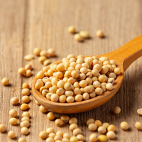 Poudre SPC de concentré de protéines de soja sans gluten nutritionnel végétalien sans OGM