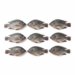 Tilapia entière congelée BQF 300-500 500-800 800-1000 1000g+ |   Poisson Tilapia Congelé en Bloc Bon Prix Afrique - Product Image 3