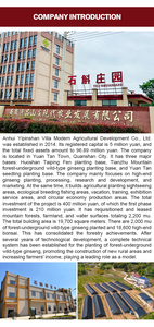 Hastes Frescas de <span class=keywords><strong>Dendrobium</strong></span> Candidum de Seis Anos - Product Image 6