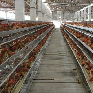 Cage pour 250 oiseaux, cages à poules pondeuses du Kenya pour 2000 oiseaux, petites exploitations agricoles - Product Image 5