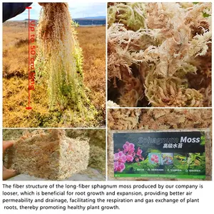 Natural Non-toxic Sphagnum moss Orchid Plant Long Lasting Highly Water Absorbent Sphagnum Garden Moss