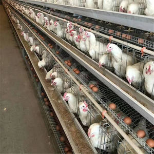 กรงไก่แบบ H 4 ชั้น อุปกรณ์ฟาร์มชุบสังกะสีแบบจุ่มร้อน อัตโนมัติ ทำความสะอาดมูล<span class=keywords><strong>ไก่</strong></span> <span class=keywords><strong>ราคา</strong></span><span class=keywords><strong>ถูก</strong></span>ใหม่ ใช้งานได้ยาวนาน - Product Image 2