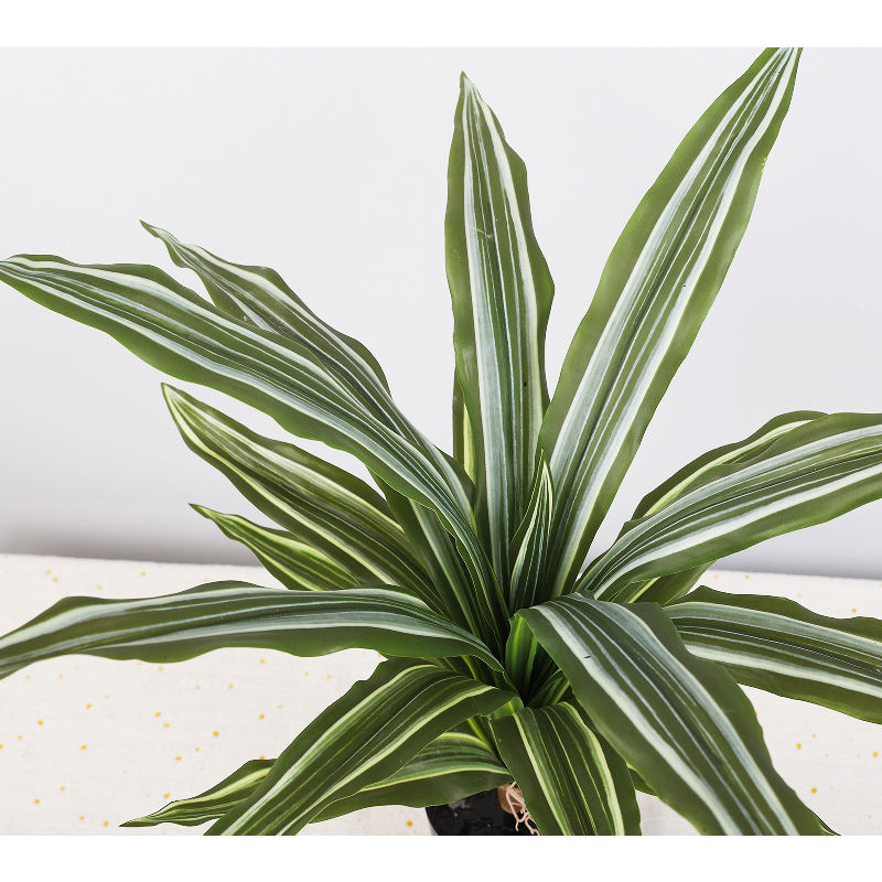 ขาวเขียว