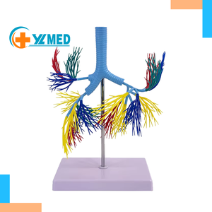 Modèle scientifique médical, modèle coloré de l'arbre bronchique du système respiratoire humain - Product Image 1