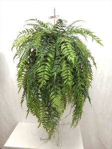 EG-A139 artificielle plante verte fougère herbe haute qualité décorations suspendues dans l'air décoration de <span class=keywords><strong>la</strong></span> maison série forestière - Product Image 4