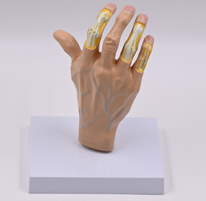 जीवन का आकार दाएं हाथ हड्डी संयुक्त मॉडल हाथ टेंडन लिगामेंट मांसपेशी मानव शरीर रचना गठिया पैथोलॉजिकल विकृति हाथ मॉडल - Product Image 3