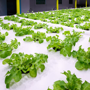 Système <span class=keywords><strong>de</strong></span> semis en plastique Idroponico Drain Stands Flood Table Pvc Pipe Garden Hydroponic Planting System Price - Product Image 3