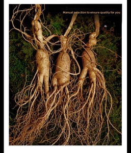 Ginseng entier de qualité supérieure, cultivé en forêt de la montagne de Changbai, directement de l'usine, âgé de 25 ans ou plus, 25g, uniquement pour la soupe et le thé. - Product Image 5