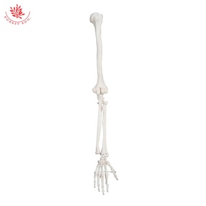 Modelo de Esqueleto Humano, Mano, <span class=keywords><strong>Ulna</strong></span>, Radio, Húmero con Modelo de Escápula y Clavícula (Tipo Colgante), Modelo de Hueso de Miembro Superior - Product Image 4