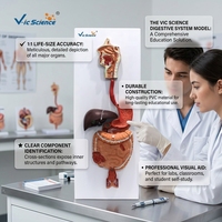 Modelo Anatómico del Sistema Digestivo Humano, Modelo Completo del Tracto Alimentario para la Enseñanza Médica en Gastroenterología, CE/ISO/ROHS/CNAS