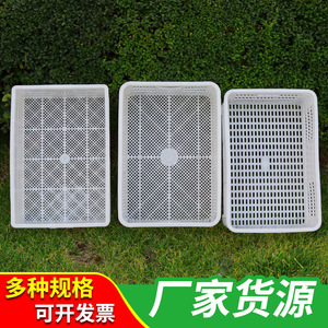 Caja rectangular de plástico con malla ventilada para transporte de pollitos de hongos, HDPE, moldeada por inyección de un solo uso. - Product Image 5