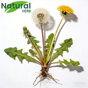 ผงสกัดรากดอกแดนดิไลออนปรับแต่งได้ ช่วยปรับสมดุลลำไส้ เหมาะสำหรับเจ้าของแบรนด์และผู้จัดจำหน่าย - Product Image 5