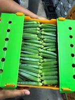 Recyclable et réutilisable PP boîte en plastique ondulé stockage des aliments pour légumes Fruits maïs gombo boîte d'emballage