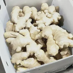 High Quality China New Fresh Elephant Ginger Price 2022 Fresh Ginger Export In Box Packaging