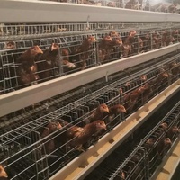 Cage de poulet en aluminium de chine, 96 tortues, convient à la volaille