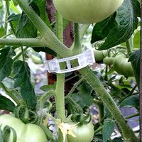 50 pièces/sac, clips de soutien pour plantes, clips pour vignes de tomates, clips pour treillis de tomates, pour faire pousser les légumes grimpants et les tomates debout