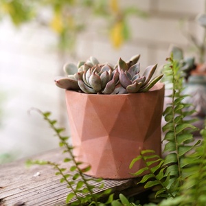 Nuovo design succulento <span class=keywords><strong>vaso</strong></span> <span class=keywords><strong>di</strong></span> <span class=keywords><strong>fiori</strong></span> in cemento con un design geometrico semplice per piante verdi - Product Image 5