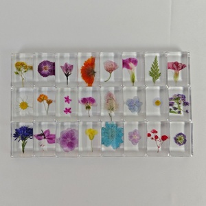 Spécimen d'insecte réel, coquillage marin, artisanat en résine, équipement expérimental pour l'éducation de la <span class=keywords><strong>petite</strong></span> <span class=keywords><strong>enfance</strong></span> - Product Image 3