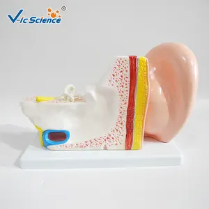 Modelo 3d de puntos de acupuntura para enseñanza médica, modelo de cuerpo humano de plástico avanzado, para la anatomía de la oreja