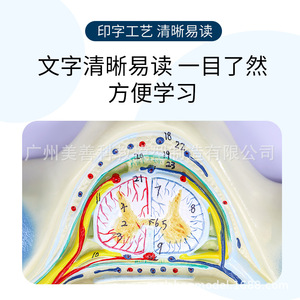 Modèle d'agrandissement de la moelle épinière et des nerfs rachidiens de la cinquième vertèbre cervicale humaine ; section transversale anatomique de la vertèbre cervicale - Product Image 5