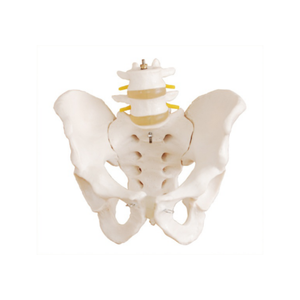 A1039 Model panggul ukuran hidup dengan 2 Model Vertebra Lumbar (PVC) untuk sains medis - Product Image 1