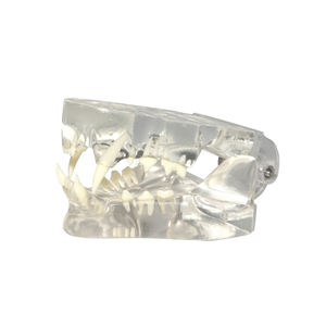 Modelo Transparente de Huesos de Mandíbula y Dientes de Gato y Perro para Anatomía Animal - Product Image 6