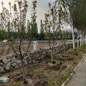 دفيئة زراعية من الألياف الزجاجية سهلة التركيب مع نظام للتحكم في درجة الحرارة والتكييف ومادة غطاء من الصلب - Product Image 3