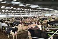 Máquina para Fabricar Tablones de Madera de Vacas de Raza Rara, Cabras Saanen, Ovejas Nguni, Cabras Punjabi Beetal y Ovejas de Pelo Corto
