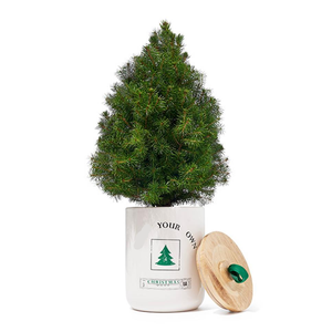 Kit d'outils de Noël à séquoia géant pour pots de fleurs et jardinières - Product Image 1