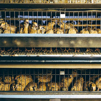 Équipement d'élevage avicole de haute qualité, cage à cailles de type H à vendre