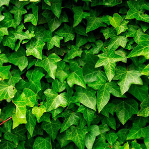 Extracto de Hiedra Natural de Alta Calidad de Rainbow Supply/Extracto de Hoja de Hiedra Seca/Extracto de Hoja de Hiedra - Product Image 4