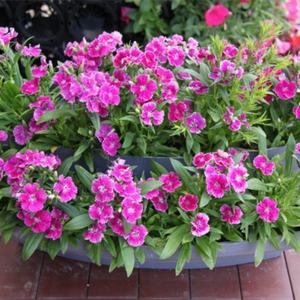 Sistemas Hidropónicos para Jardín Vertical, Jardinera Colgante para Cercas/Barandillas, Jardinera para Flores, Caja para Cultivo de Vegetales - Product Image 6