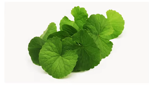 Poudre d'herbes de Gorakhmundi de qualité supérieure, extrait végétal botanique naturel, ingrédient ayurvédique traditionnel pour le bien-être quotidien - Product Image 5