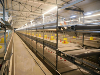 Équipement d'élevage avicole, système d'alimentation automatique, cage à poulets de type H