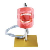 Modelo de Cabeza para Entrenamiento Dental, Simulador Dental Phantom sobre Mesa, Maniquí con Soporte para Estudiantes de Medicina, CE/ISO