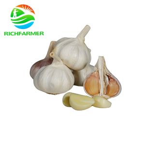 <span class=keywords><strong>Ail</strong></span> frais, <span class=keywords><strong>ail</strong></span> <span class=keywords><strong>blanc</strong></span> normal 5,0 cm, emballé en carton de 10 kg, expédié au Burkina Faso <span class=keywords><strong>ou</strong></span> au Maroc - Product Image 1