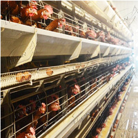 Système de cages à poules automatiques de type H, équipement avicole galvanisé à chaud pour les élevages commerciaux de poules pondeuses