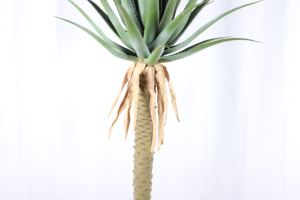 Decoración <span class=keywords><strong>de</strong></span> escritorio <span class=keywords><strong>de</strong></span> oficina Bonsai Topical Evergreen Protección UV Plantas artificiales <span class=keywords><strong>de</strong></span> aloe con <span class=keywords><strong>maceta</strong></span> <span class=keywords><strong>de</strong></span> plástico - Product Image 5