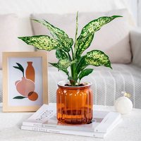 Vase hydroponique en plastique coloré, pot de propagation pour plantes d'intérieur, décoration de jardin à domicile, vente en gros