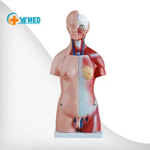 मानव शरीर मॉडल 23 भागों के लिए जीवन आकार मानव शरीर रचना विज्ञान यूनिसेक्स मानव धड़ मॉडल मेडिकल छात्रों विज्ञान सीखने
