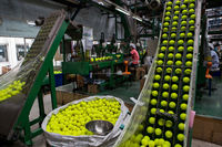 Balle de padel pressurisée approuvée FIP, balle de compétition professionnelle, rebond constant, feutre de laine durable pour le jeu en club de padel
